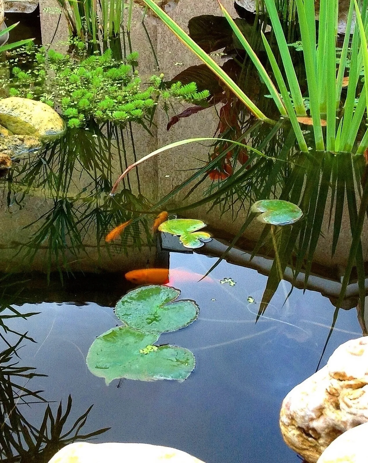Petit bassin avec poissons rouges, papyrus, nénuphars et bordure en pierres calcaires