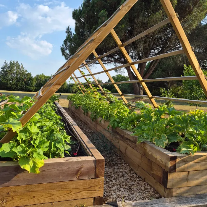 Rangées de carrés potagers en bois plantés de courgettes et pommes de terre sous une structure de treillis en A